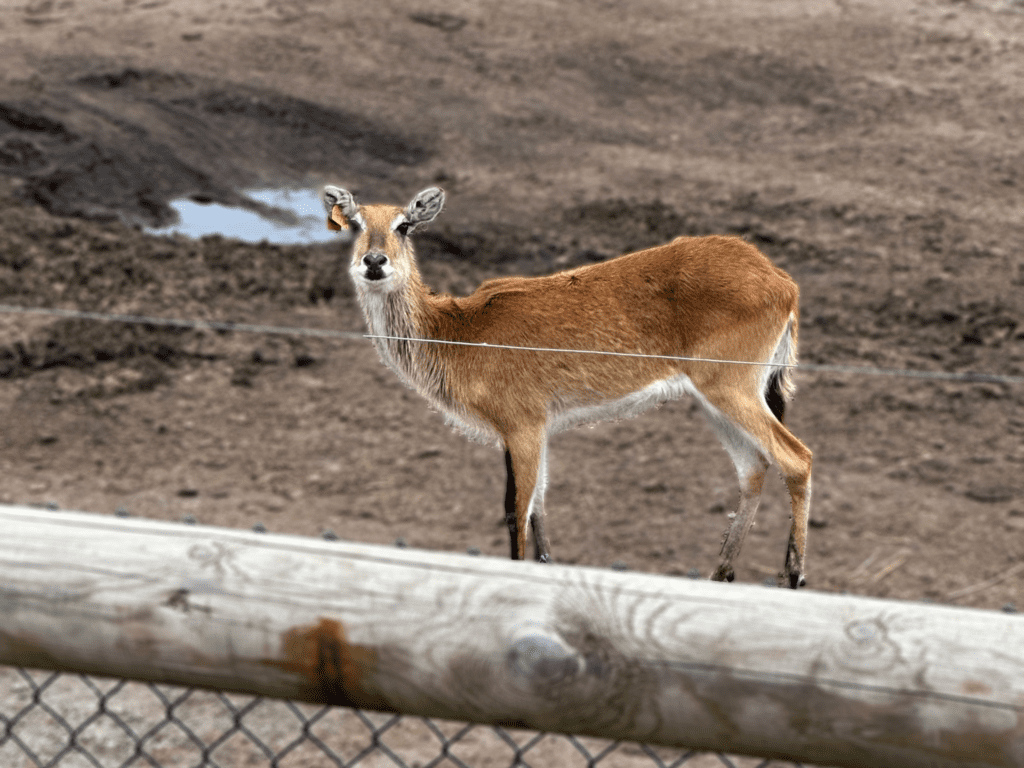 West Midlands Safari Park
