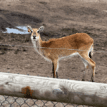 West Midlands Safari Park