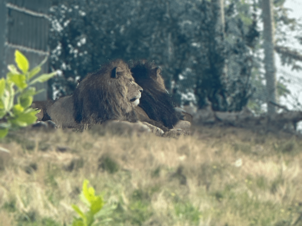 West Midlands Safari Park