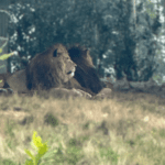 West Midlands Safari Park